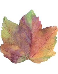 Σουπλά Φύλλο Φθινοπωρινό Autumn Leaf Bινύλιο Caspari (1 Tεμάχιο)