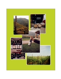 Italian Wine: The History, Regions And Grapes Of An Iconic Wine Country
