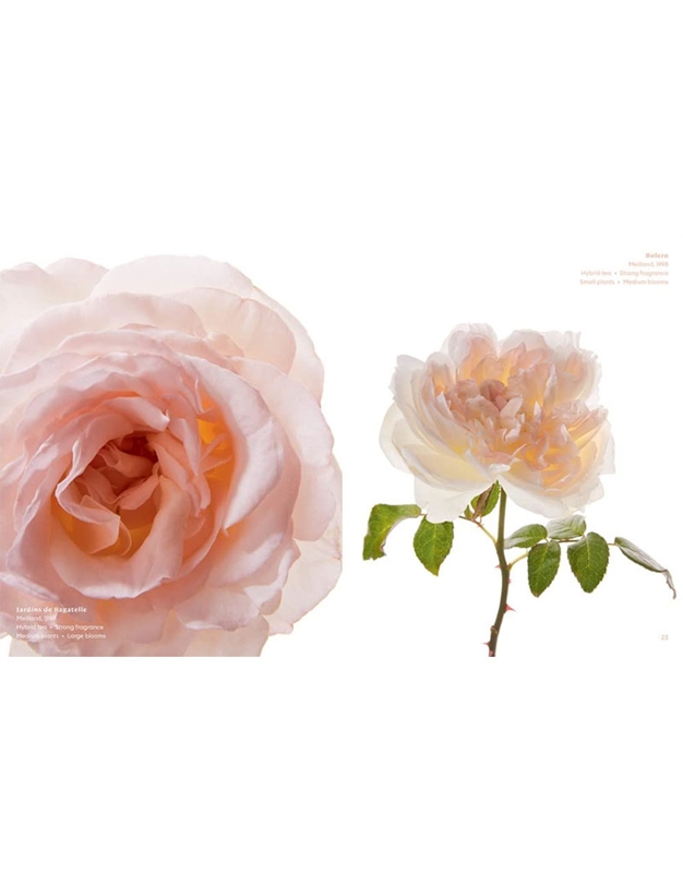 The Color Of Roses: A Curated Spectrum Of 300 Blooms